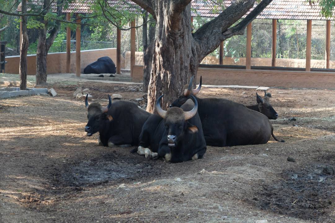 Mysore Zoo Mysuru Tickets, timings, offers Sep 2023 ExploreBees